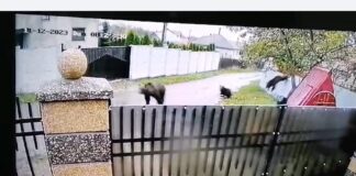 Video: Alertă în zona Ciohorani-Mogoșești Siret. O ursoaică și doi pui au încercat să intre într-un magazin