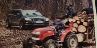 FOTO/Video: Cine acoperă jaful de la Dobrovăț? Pădurarul vinde lemne ca din curtea lui și șefii se fac că nu văd cioatele