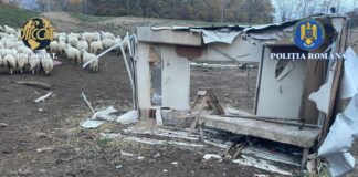 Percheziții la un canton silvic și o stână în zona Hadâmbu. Acuzații de trafic de persoane și muncă forțată