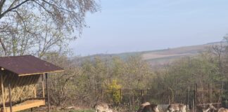 Cerbi lopătari la Aroneanu
