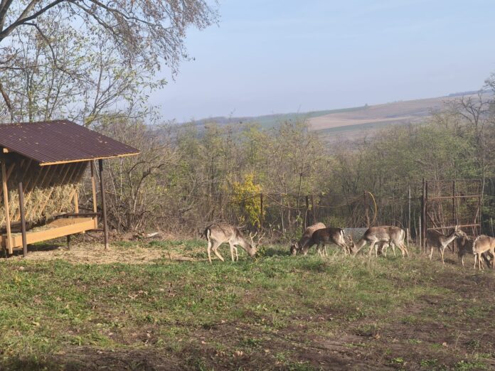 cerb aroneanu