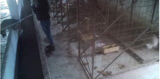 A fost închis padocul morții de la Suraia. Mai multe primării din județul Iași au contracte cu acest adăpost