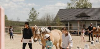 Cum conduci fără să dai ordine? Un program de învățare cu caii, lansat la Iași
